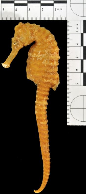 Media type: image;   Ichthyology 5938